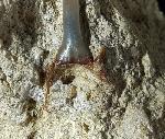 cf. Araloselachus cuspidatus (AGASSIZ 1843) - Bild © FossNet FossilienStore